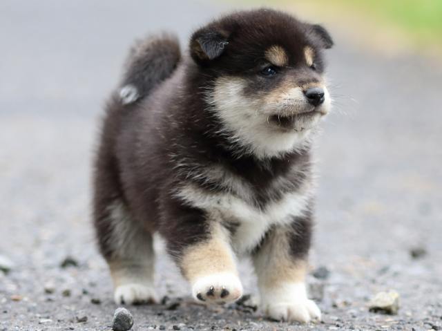 FP5A1846-puppy FP5A1846-puppy