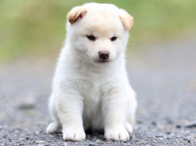 FP5A1983-puppy FP5A1983-puppy