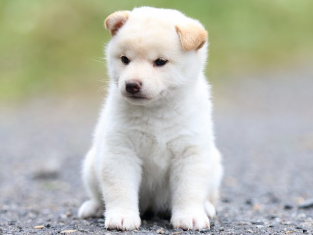 FP5A1986-puppy FP5A1986-puppy