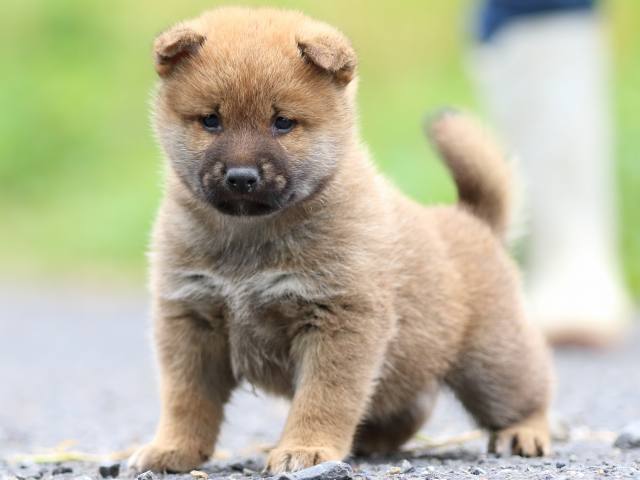 FP5A2040-puppy FP5A2040-puppy