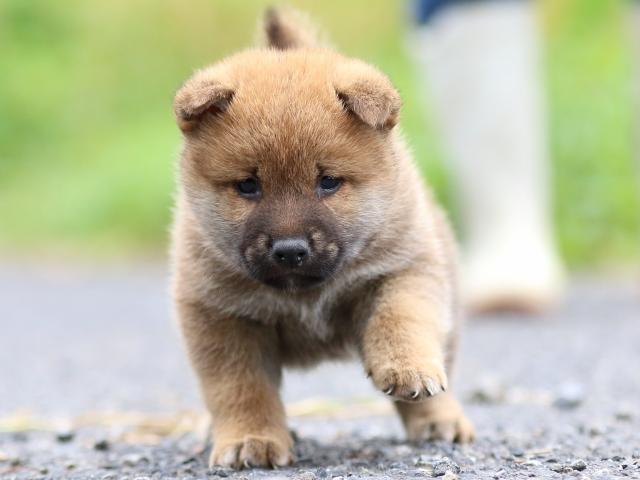 FP5A2048-puppy FP5A2048-puppy