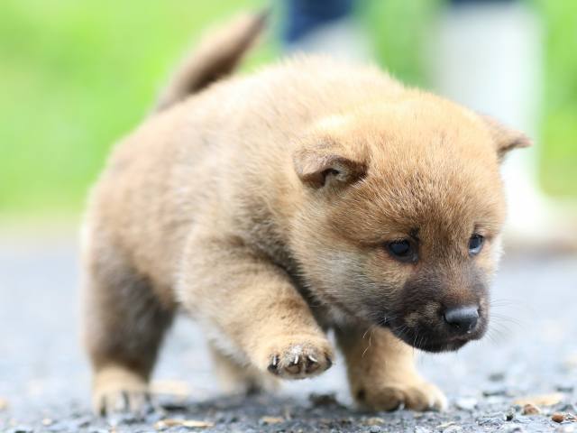 FP5A2057-puppy FP5A2057-puppy