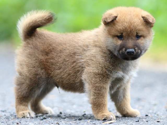 FP5A2088-puppy FP5A2088-puppy