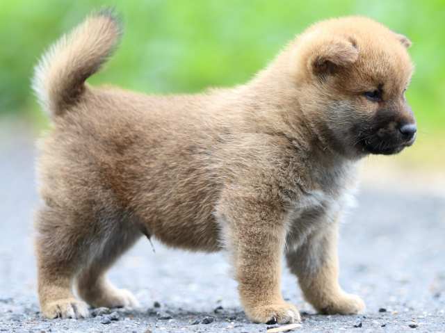 FP5A2101-puppy FP5A2101-puppy