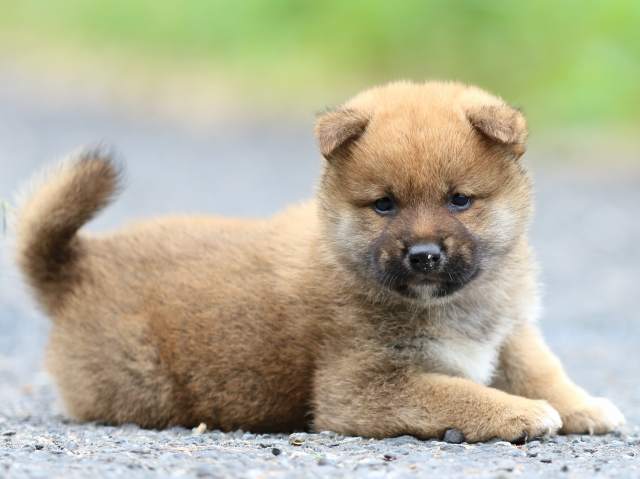 FP5A2132-puppy FP5A2132-puppy