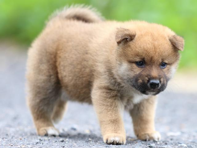 FP5A2149-puppy FP5A2149-puppy