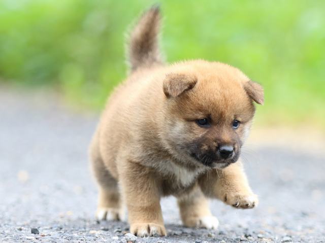 FP5A2152-puppy FP5A2152-puppy