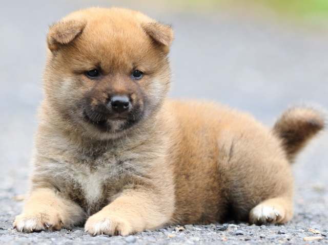 FP5A2186-puppy FP5A2186-puppy