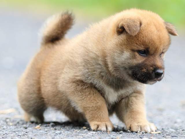 FP5A2204-puppy FP5A2204-puppy