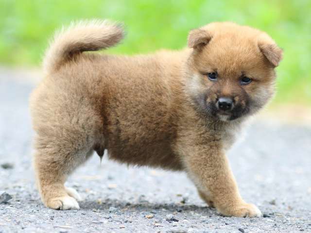 FP5A2207-puppy FP5A2207-puppy