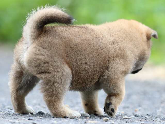 FP5A2234-puppy FP5A2234-puppy