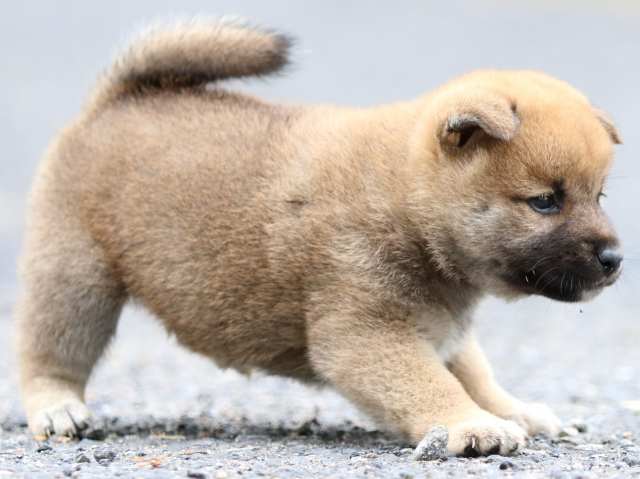 FP5A2241-puppy FP5A2241-puppy