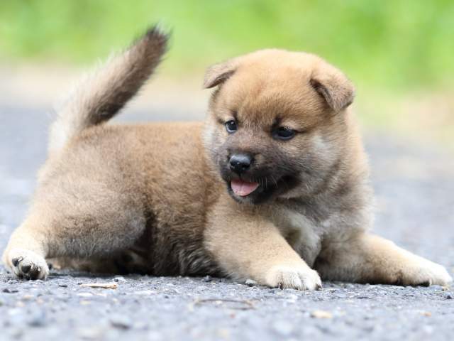 FP5A2284-puppy FP5A2284-puppy