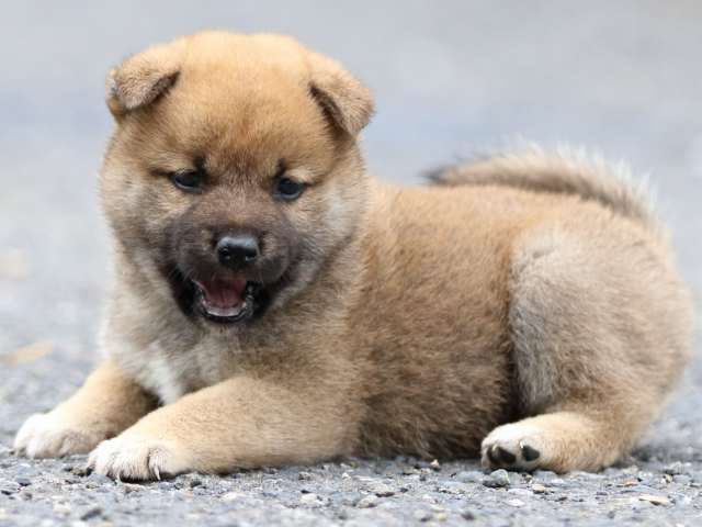 FP5A2295-puppy FP5A2295-puppy