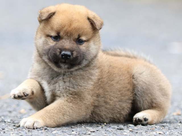 FP5A2297-puppy FP5A2297-puppy