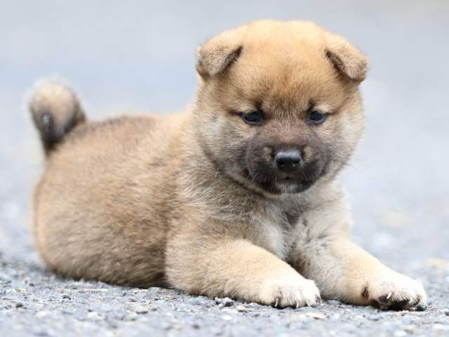 FP5A2320-puppy FP5A2320-puppy