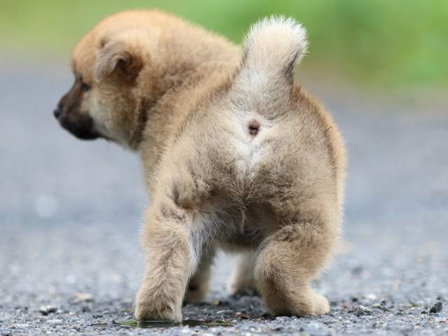 FP5A2348-puppy FP5A2348-puppy