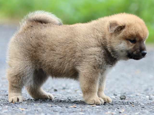 FP5A2359-puppy FP5A2359-puppy