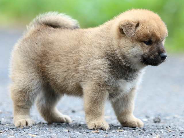 FP5A2381-puppy FP5A2381-puppy