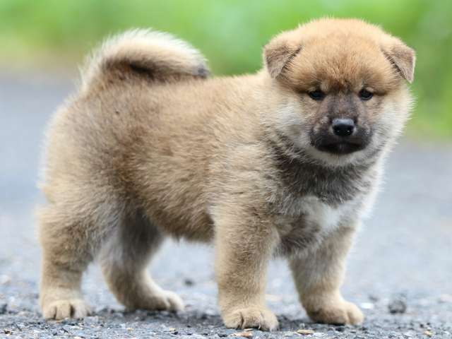 FP5A2386-puppy FP5A2386-puppy