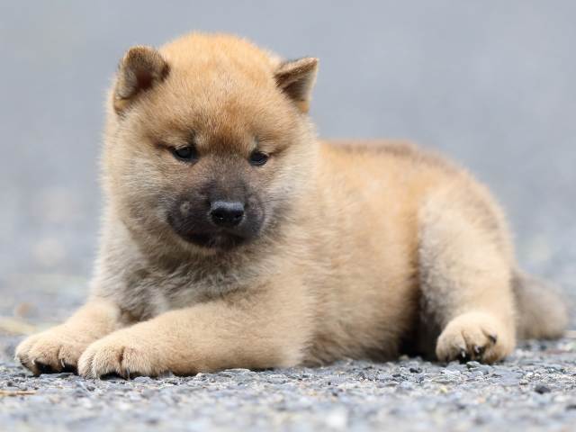 FP5A2410-puppy FP5A2410-puppy