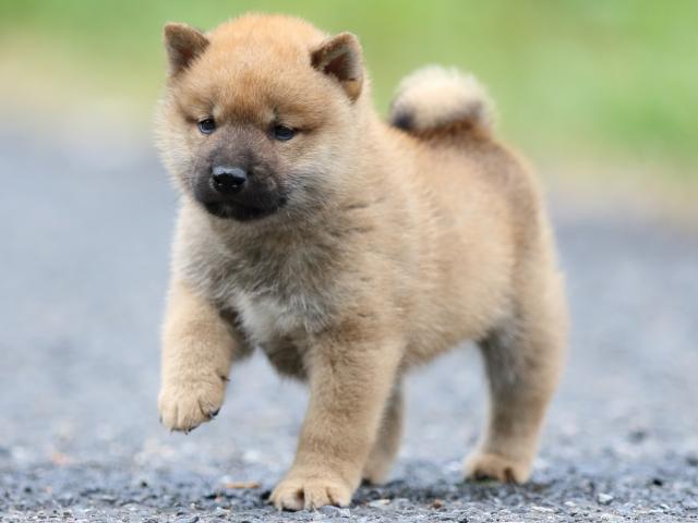 FP5A2445-puppy FP5A2445-puppy