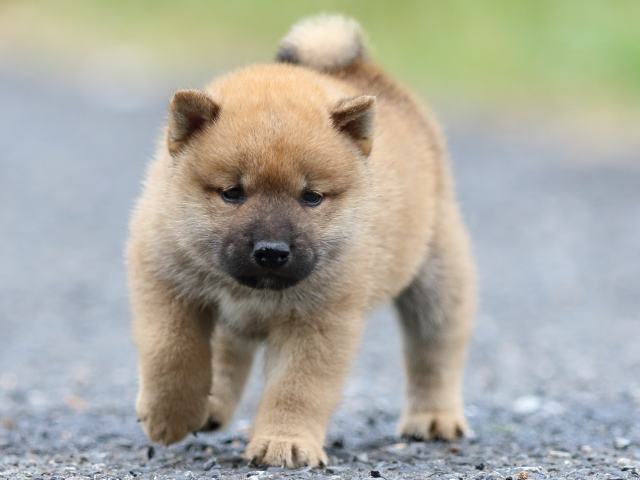FP5A2450-puppy FP5A2450-puppy
