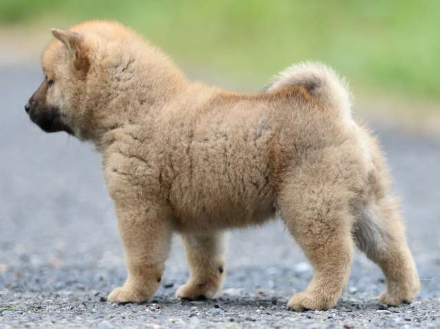 FP5A2452-puppy FP5A2452-puppy