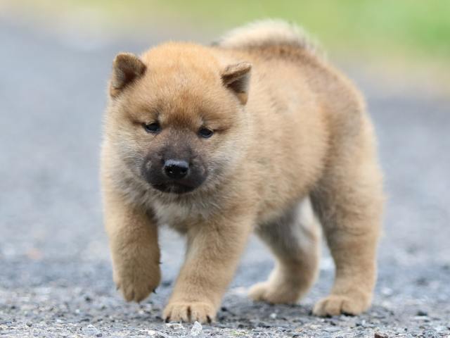 FP5A2459-puppy FP5A2459-puppy