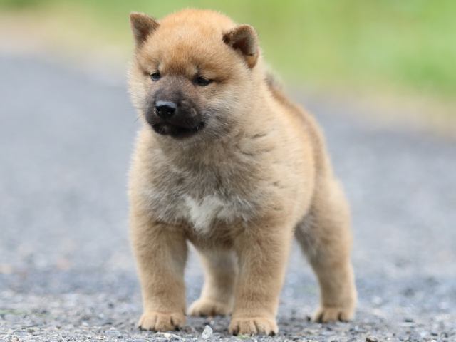 FP5A2468-puppy FP5A2468-puppy