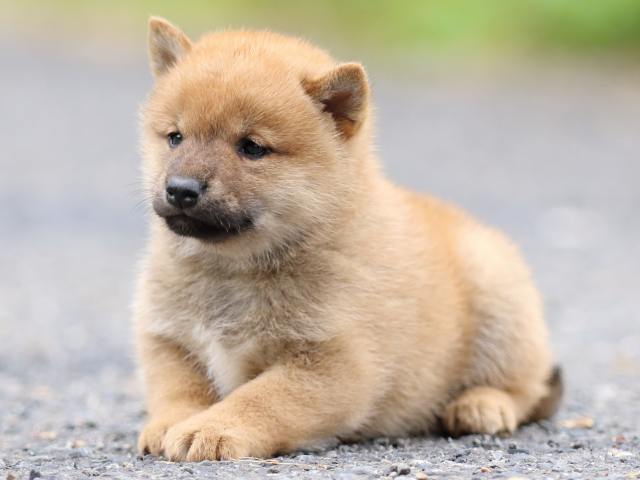 FP5A2480-puppy FP5A2480-puppy