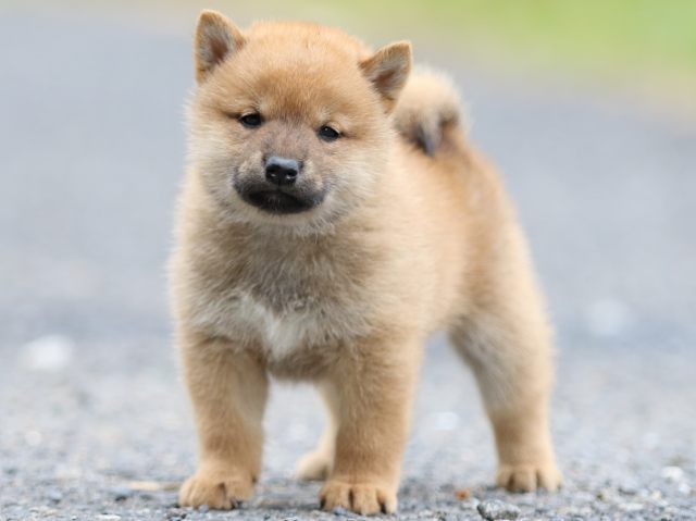 FP5A2540-puppy FP5A2540-puppy