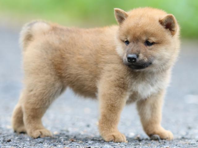 FP5A2548-puppy FP5A2548-puppy