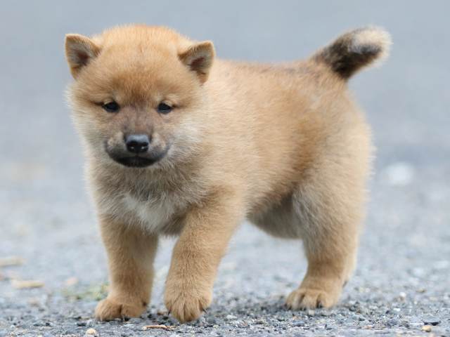 FP5A2553-puppy FP5A2553-puppy