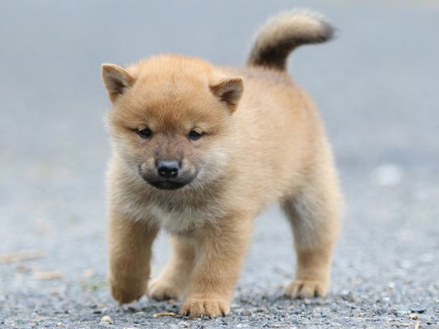 FP5A2555-puppy FP5A2555-puppy