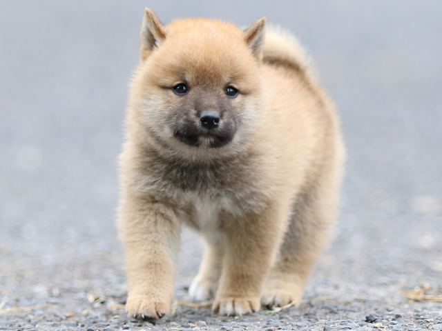 FP5A2613-puppy FP5A2613-puppy