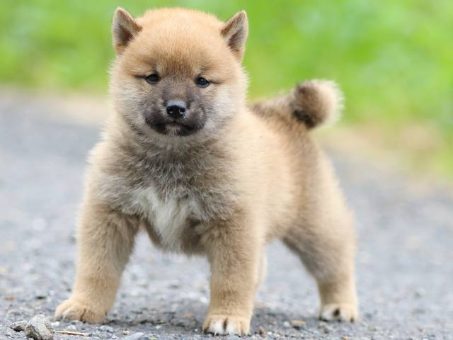 FP5A2642-puppy FP5A2642-puppy
