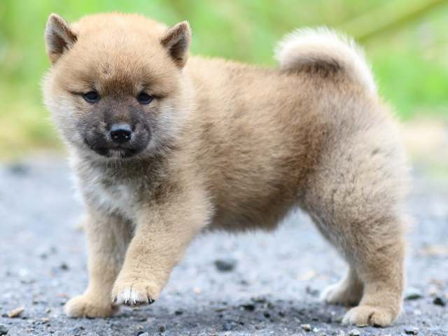 FP5A2656-puppy FP5A2656-puppy