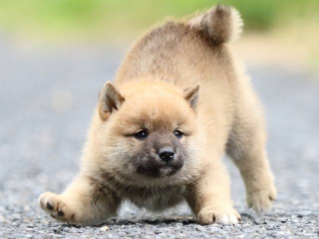 FP5A2681-puppy FP5A2681-puppy