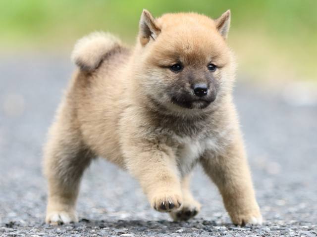 FP5A2685-puppy FP5A2685-puppy