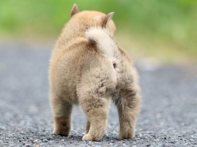 FP5A2721-puppy FP5A2721-puppy