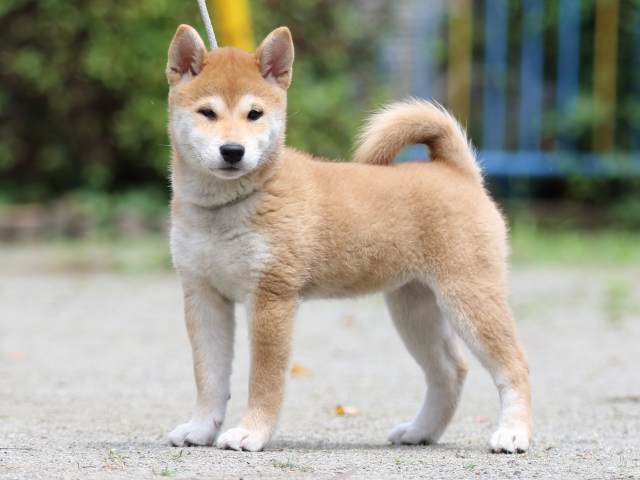 FP5A2978-puppy FP5A2978-puppy