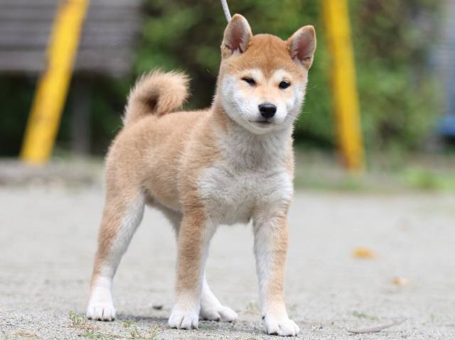 FP5A2994-puppy FP5A2994-puppy
