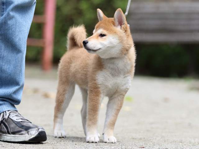 FP5A3004-puppy FP5A3004-puppy