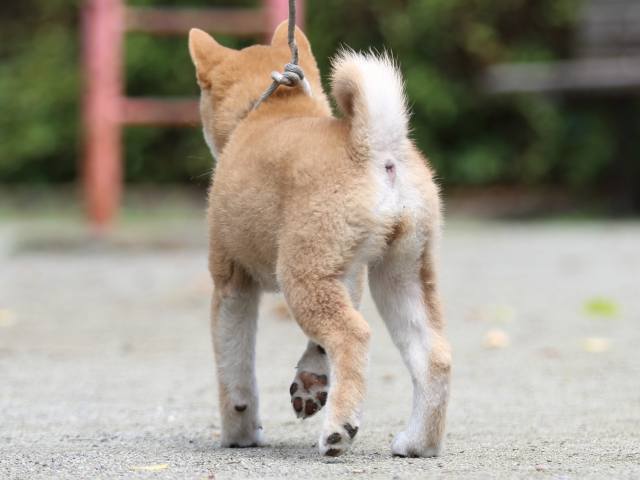 FP5A3037-puppy FP5A3037-puppy