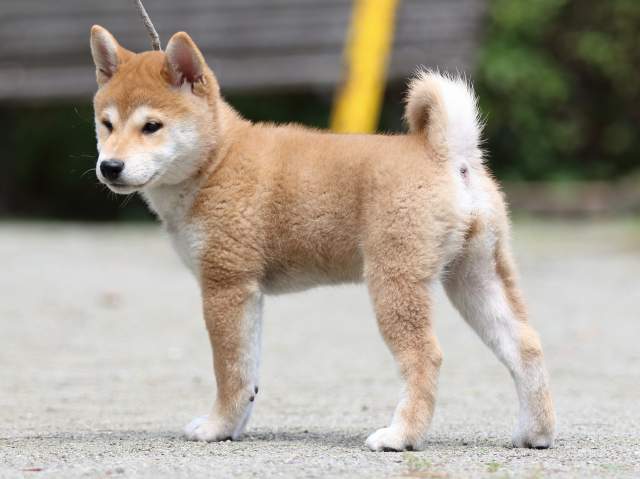 FP5A3048-puppy FP5A3048-puppy