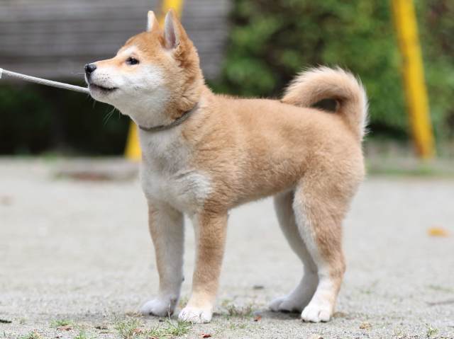 FP5A3054-puppy FP5A3054-puppy