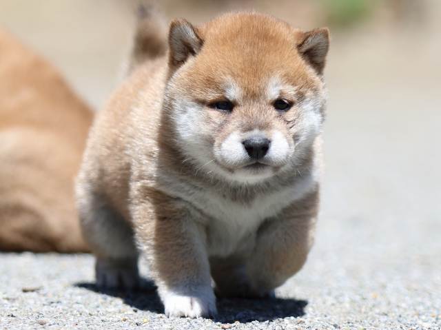 FP5A3374-puppy FP5A3374-puppy