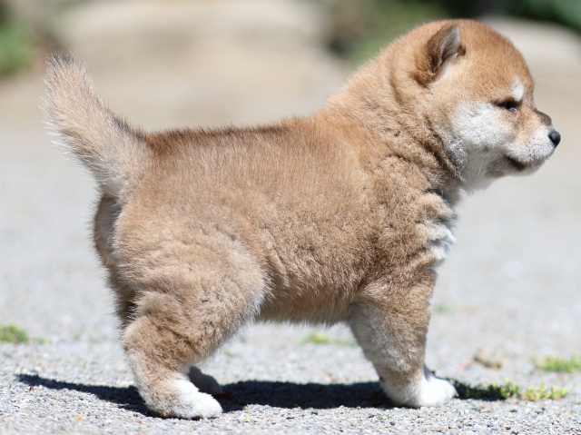 FP5A3394-puppy FP5A3394-puppy