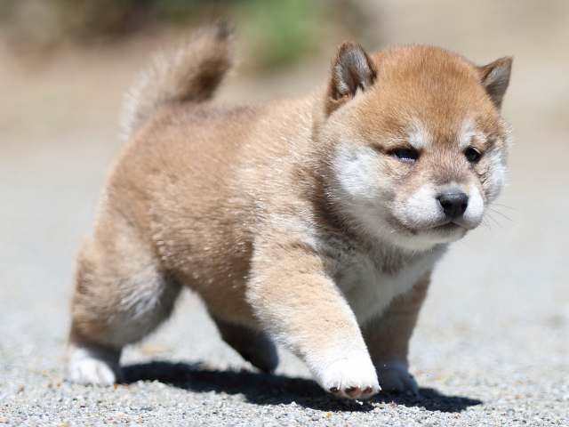 FP5A3408-puppy FP5A3408-puppy